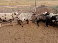 Ram, Sheep — photo 1