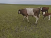 Bulle, Russian Black pied cattle — Foto 4