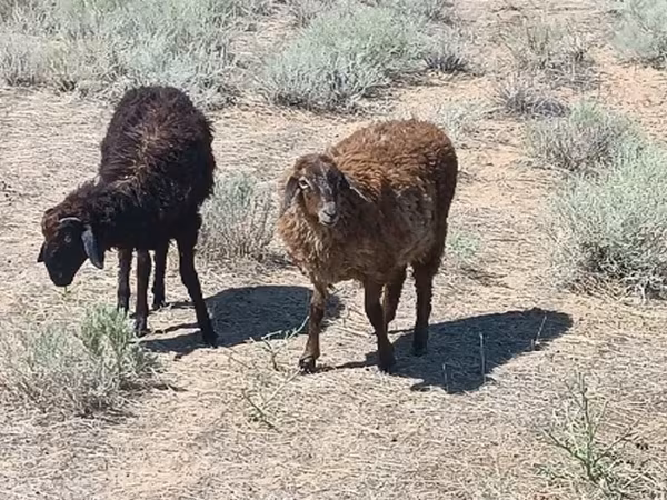 Ram, Edilbay sheep