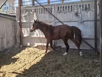 Hengst, Arabian horse — Foto 4