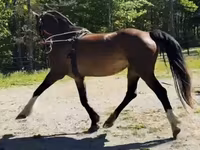 კვიცი, Dutch warmblood horse — ფოტო 8
