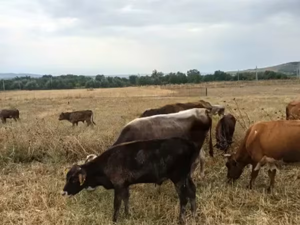 Bull, Cattle — Georgia