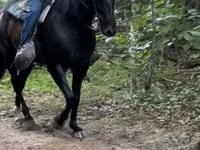 Caballo, French Trotter — foto 2
