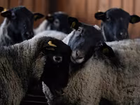 Carnero, Romanov sheep — foto 1