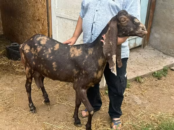 बकरी, Kamori goats