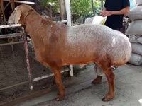 Ram, Sheep — photo 1