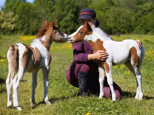 Hengst, American shetland pony