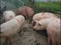 Eber, Schweine — Foto 3
