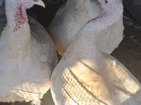 Turkeys — Foto 3