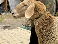 भेड़, Arashan sheep — फ़ोटो 2