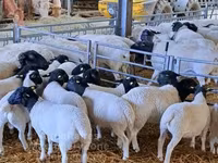 ვერძი, Dorper sheep — ფოტო 2