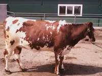 Vaca, Swiss cattle — foto 5