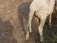 ცხვარი, Merino sheep — ფოტო 2