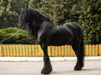 Hengst, Friesian — Foto 6