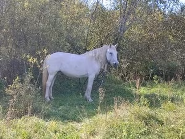 Yegua, Caballos