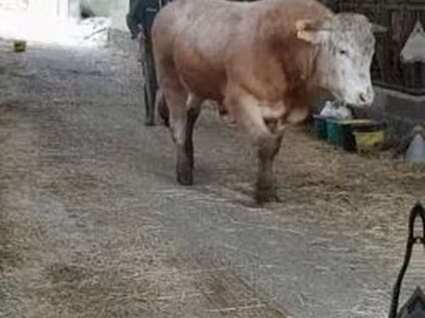 ხარი, Blonde d’Aquitane cattle