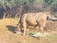 Toro, Ganado vacuno — foto 6