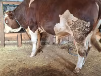 Bull, Simmental cattle — photo 4