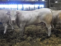 Toro, Blonde d’Aquitane cattle — foto 5