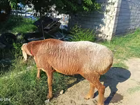 मेढ़ा, Agin sheep — फ़ोटो 1