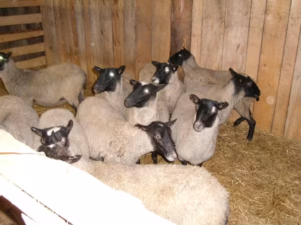 Oveja, Romanov sheep — Rusia