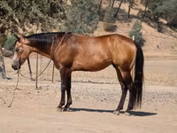 Hengst, Quarter Horse — Foto 8