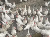 Leghorn — Foto 4