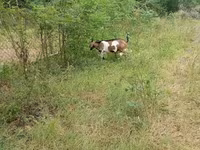 Billy Goat, Nubian Goat — photo 7