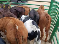 गाय, लिमोज़िन गाय — फ़ोटो 3