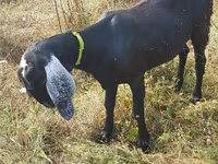 عنزة, Nubian Goat — الصورة 4