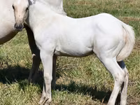 فرس, Quarter Horse — الصورة 1
