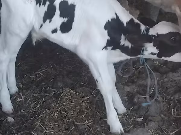 Bull, Holstein breed