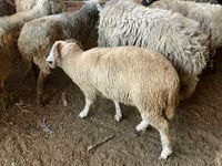 भेड़, भेड़ — फ़ोटो 4