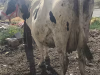 Cow, Russian Black pied cattle — photo 4