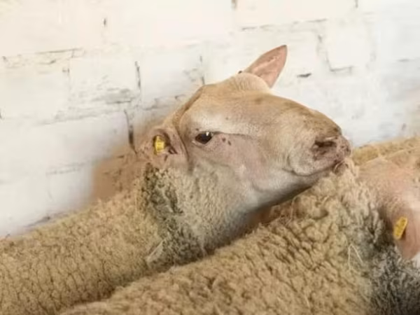 Ram, Precoce sheep — Russia