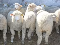 मेढ़ा, Kuibyshev sheep — फ़ोटो 2