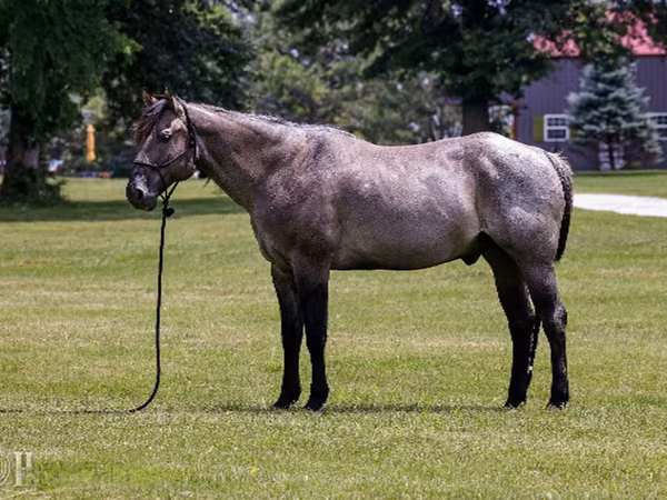 Hengst, Quarter Horse