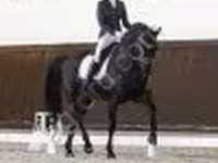Caballo, Caballos — foto 3