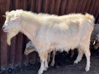Billy Goat, Saanen goat — photo 2