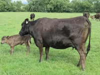Cow, Wagyu — photo 1