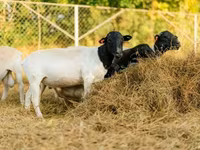मेढ़ा, Dorper sheep — फ़ोटो 6