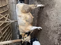 Bull, Cattle — photo 3
