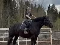 Yegua, Percheron — foto 1