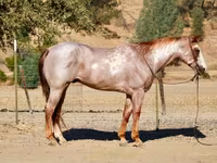 Caballo, National Show Horse — foto 4