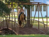公马, Gypsy horse — 照片 4