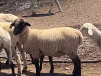 मेढ़ा, Hampshire sheep — फ़ोटो 1