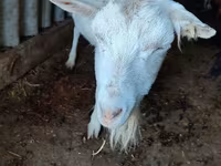 Goat, Saanen goat — photo 3