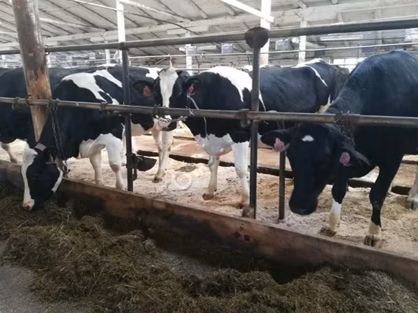 Cow, Swiss cattle