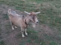 母山羊, Goats — 照片 2
