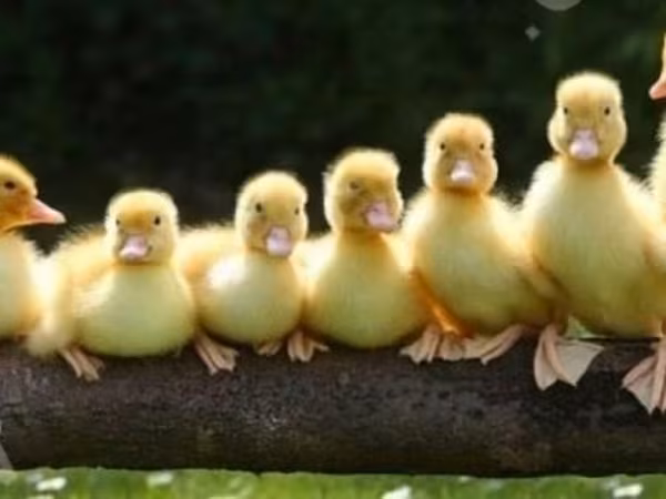 Ducks — Russland